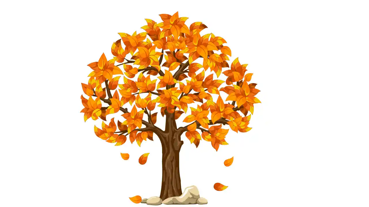 <p>خزاں – Autumn – पतझड़</p>